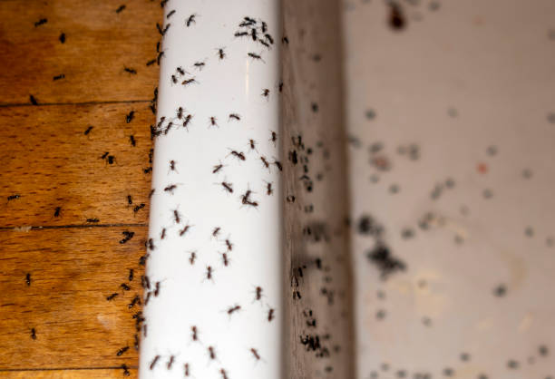 Best Exterminator Services  in Eldorado, IL