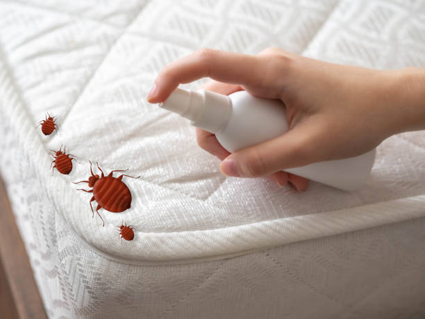 Best Affordable Pest Control Services  in Eldorado, IL